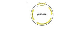 15488_dnavector DNA Vectors