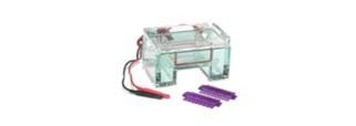 15488_gelelectro Gel Electrophoresis Equipment and Supplies