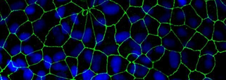 15831_antibodies Antibodies