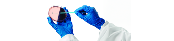 Technicien de laboratoire utilisant un coton-tige sur une boîte de Petri