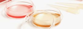 Cell Culture Cell Culture